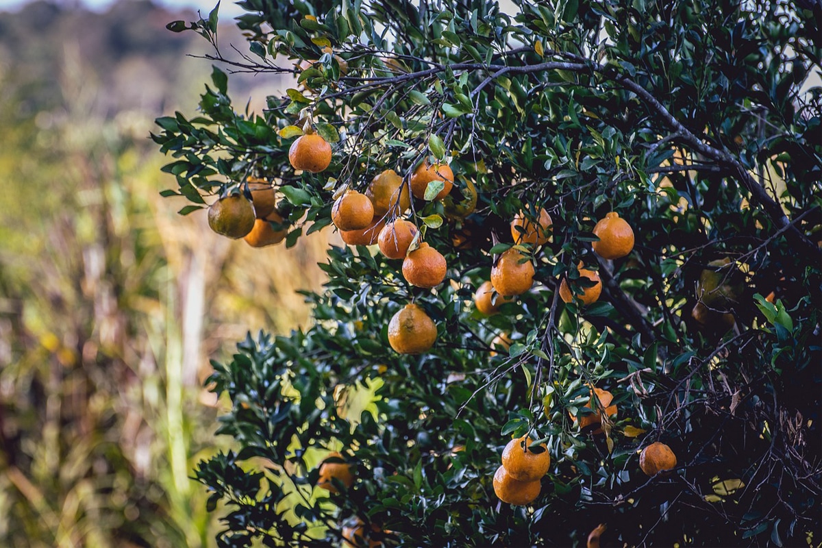 Frutas do Cerrado: Veja 10 opções deliciosas e benéficas para a saúde 1 Veja 10 opções de frutas do cerrado deliciosas e benéficas para a saúde