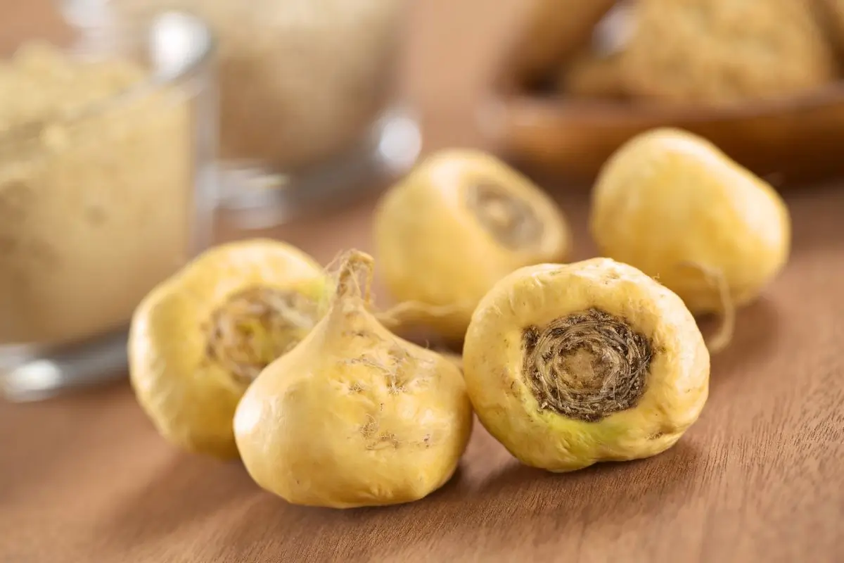 Maca peruana faz mal para o fígado? Fique atento aos efeitos adversos 1 Maca peruana in natura.
