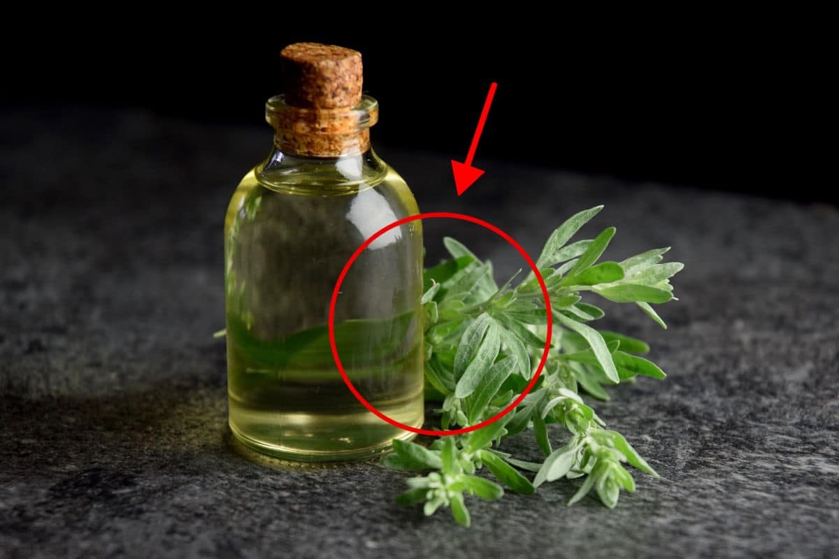 Losna com cachaça: para que serve essa mistura? Será que ela é realmente boa? 1 losna com cachaça para que serve.