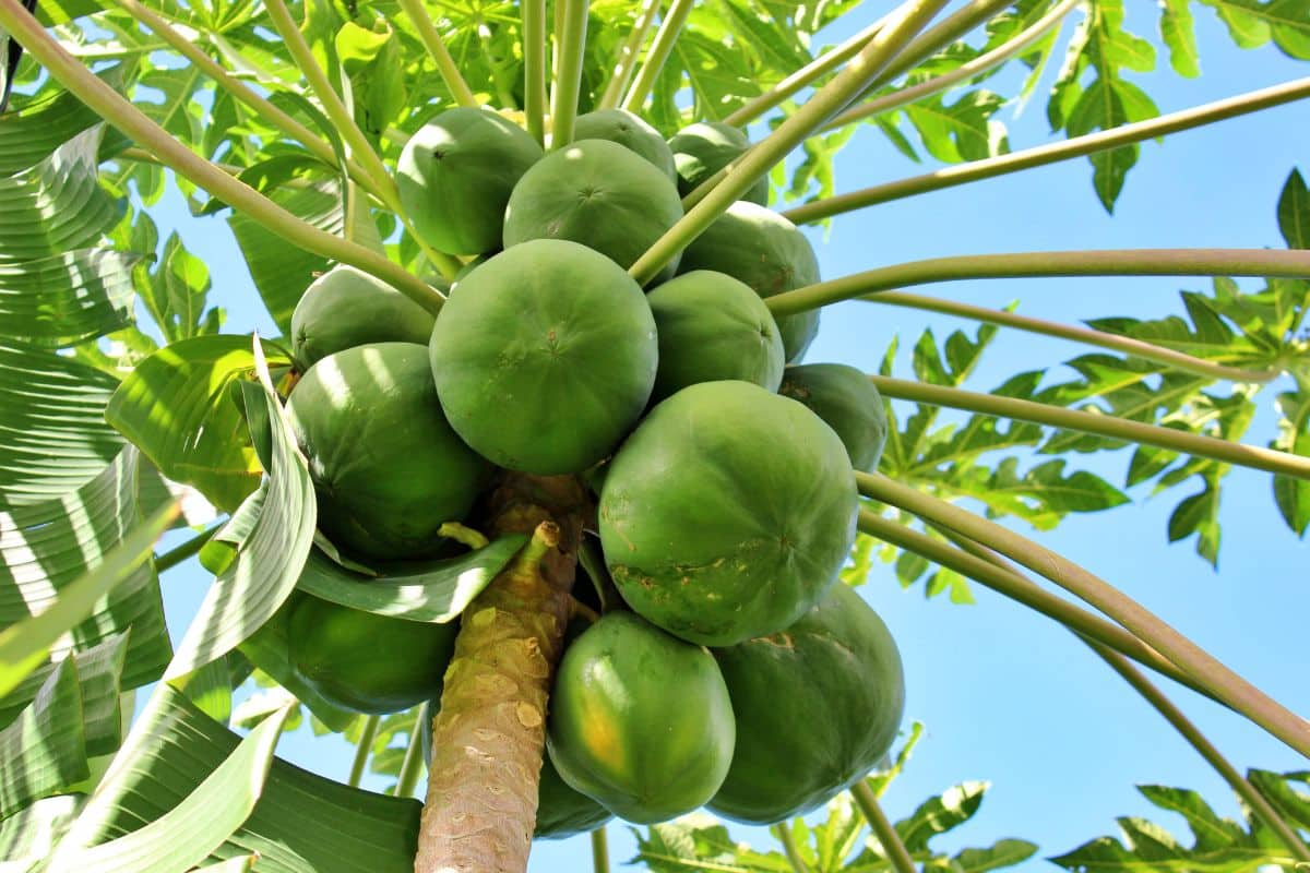 Mamão verde faz mal para a saúde? Você vai se surpreender 1 mamão verde faz mal.