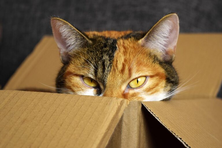 alergia a pelo de gatos.