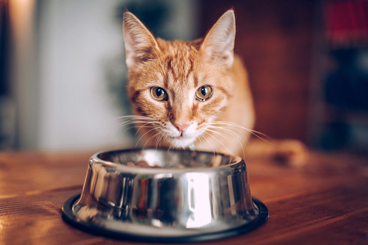Gato vomitando ração? Descubra as possíveis causas e como ajudar seu pet 1 Gato vomitando ração.