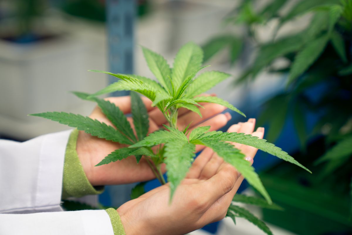 O impacto do uso de cannabis no aumento de casos de esquizofrenia: O que os estudo revelam 1 Cannabis.